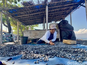 Kisah Perempuan Pemilah Batu Sikat di Pantai Watu Klotok