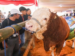 Dongkrak Produksi Susu Jateng, Ahmad Luthfi Ingin Kontes Sapi Perah Digelar