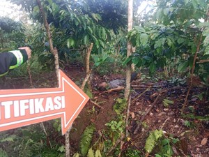 Pria Paruh Baya Tewas Diamuk Massa karena Diduga Curi Kopi di Kebun Warga
