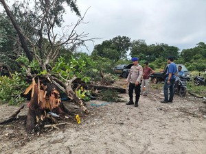 Warga di Bangka Selatan Tewas Tertimpa Pohon Tumbang
