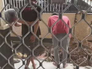 Kronologi Penemuan Batu Bara Saat Gali Lubang Septic Tank Rumah Warga Kaltim