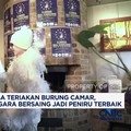 Belgia Gelar Lomba Teriakan Burung Camar