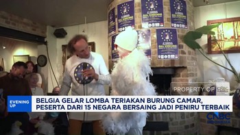 Belgia Gelar Lomba Teriakan Burung Camar