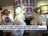 Belgia Gelar Lomba Teriakan Burung Camar