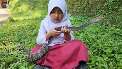 Caca Bocah Pemberani Akrab dengan Ular Sejak Umur 3 Tahun