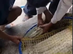 Viral Pemancing Strike Buaya di Kolam Pemancingan Cimahi