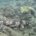 Spesies hiu baru berjalan ditemukan di Indonesia. (Tangkapan layar Youtube ). 
UQ Health, Medicine and Behavioural Sciences
