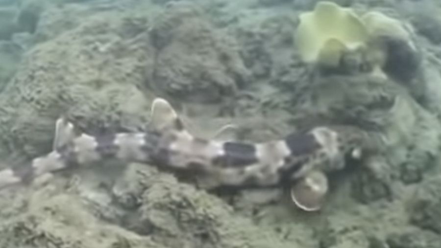 Spesies hiu baru berjalan ditemukan di Indonesia. (Tangkapan layar Youtube ). 
UQ Health, Medicine and Behavioural Sciences