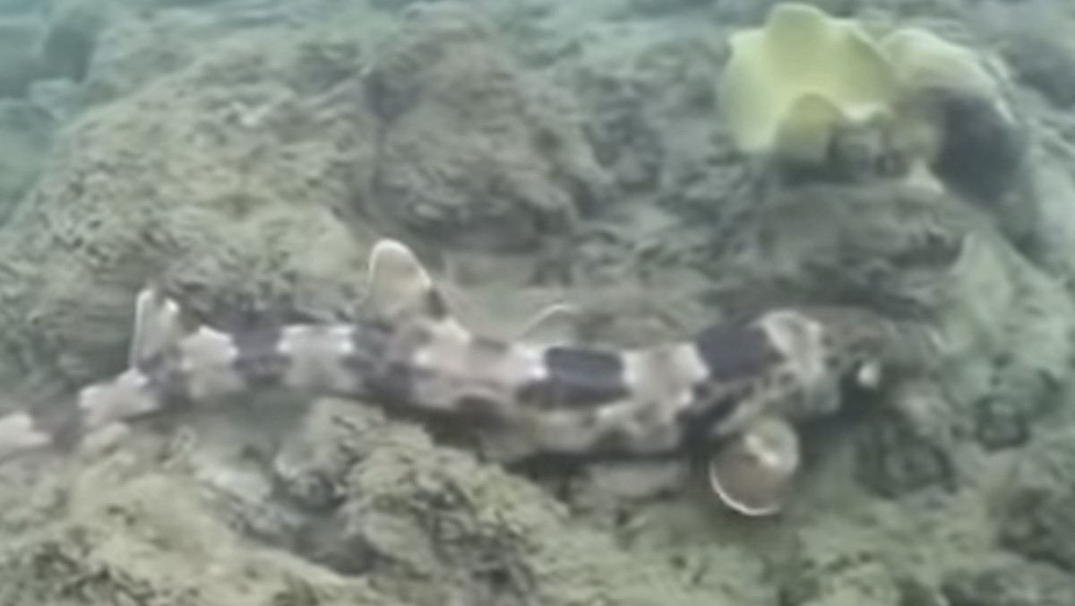 Bukan Berenang, Hiu di Wilayah RI Ini 'Ketahuan' Lagi Jalan