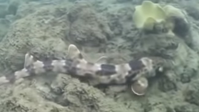 Bukan Berenang, Hiu di Wilayah RI Ini 'Ketahuan' Lagi Jalan