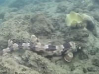 Spesies hiu baru berjalan ditemukan di Indonesia. (Tangkapan layar Youtube ). 
UQ Health, Medicine and Behavioural Sciences