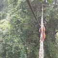 Orangutan Sumatra Menggunakan Jembatan Kanopi untuk Mengatasi Fragmentasi Hutan. (YouTube/Sumatran Orangutan Society)