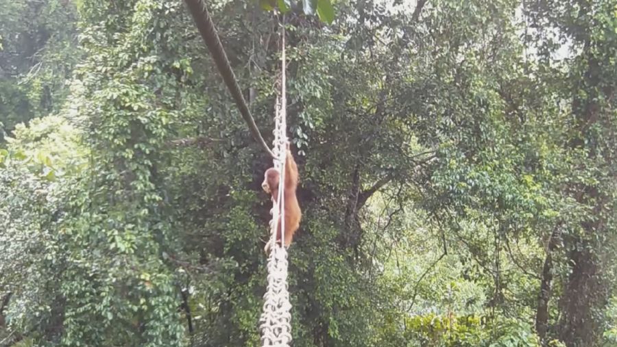 Orangutan Sumatra Menggunakan Jembatan Kanopi untuk Mengatasi Fragmentasi Hutan. (YouTube/Sumatran Orangutan Society)