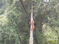 Orangutan Sumatra Menggunakan Jembatan Kanopi untuk Mengatasi Fragmentasi Hutan. (YouTube/Sumatran Orangutan Society)