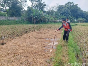 Tega! Maling Gasak 5 Kuintal Gabah Hasil Panen 2 Petani Lansia di KBB