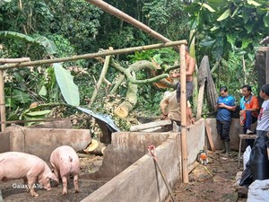 Pohon Tumbang-Tembok Sekolah Jebol gegara Hujan Deras di Karangasem