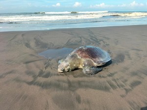 Bangkai Penyu Lekang Terdampar di Pantai Yehembang Jembrana