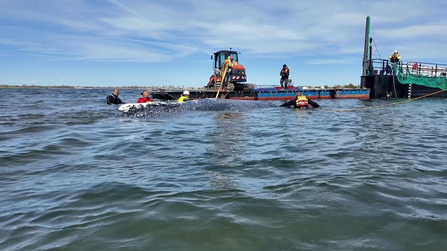 paus bungkuk yang terdampar masuk ke dalam tongkang selama upaya penyelamatan yang diorganisir oleh inisiatif swasta di perairan dangkal Laut Baltik di lepas pantai pulau Poel, dekat Wismar, Jerman, Selasa (28/4/2026). (NonstopNews/Schwarck via REUTERS)