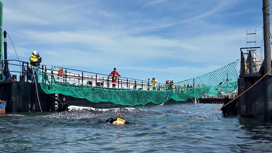 paus bungkuk yang terdampar masuk ke dalam tongkang selama upaya penyelamatan yang diorganisir oleh inisiatif swasta di perairan dangkal Laut Baltik di lepas pantai pulau Poel, dekat Wismar, Jerman, Selasa (28/4/2026). (NonstopNews/Schwarck via REUTERS)
