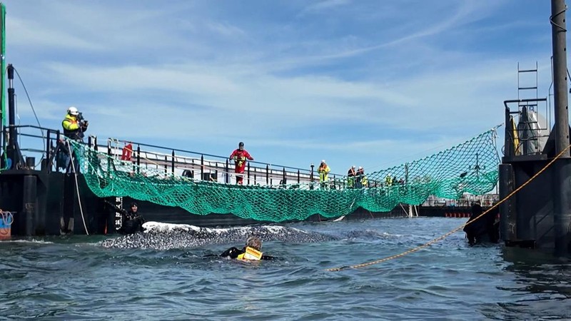 paus bungkuk yang terdampar masuk ke dalam tongkang selama upaya penyelamatan yang diorganisir oleh inisiatif swasta di perairan dangkal Laut Baltik di lepas pantai pulau Poel, dekat Wismar, Jerman, Selasa (28/4/2026). (NonstopNews/Schwarck via REUTERS)