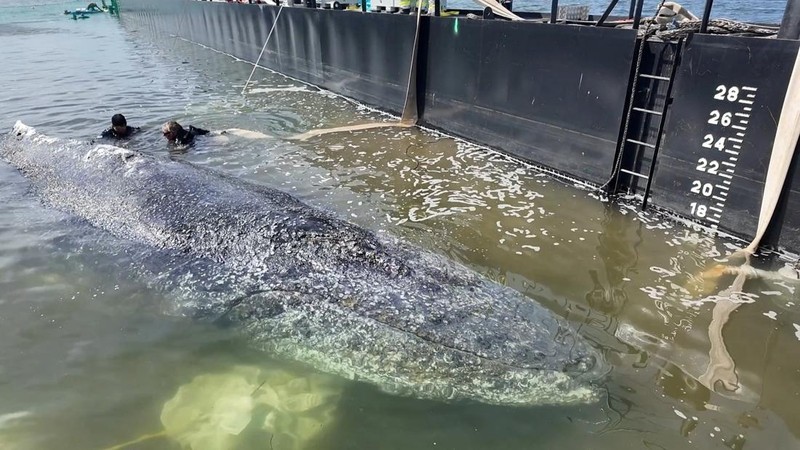 paus bungkuk yang terdampar masuk ke dalam tongkang selama upaya penyelamatan yang diorganisir oleh inisiatif swasta di perairan dangkal Laut Baltik di lepas pantai pulau Poel, dekat Wismar, Jerman, Selasa (28/4/2026). (NonstopNews/Schwarck via REUTERS)