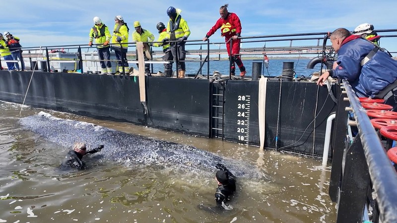 paus bungkuk yang terdampar masuk ke dalam tongkang selama upaya penyelamatan yang diorganisir oleh inisiatif swasta di perairan dangkal Laut Baltik di lepas pantai pulau Poel, dekat Wismar, Jerman, Selasa (28/4/2026). (NonstopNews/Schwarck via REUTERS)