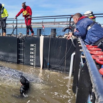 paus bungkuk yang terdampar masuk ke dalam tongkang selama upaya penyelamatan yang diorganisir oleh inisiatif swasta di perairan dangkal Laut Baltik di lepas pantai pulau Poel, dekat Wismar, Jerman, Selasa (28/4/2026). (NonstopNews/Schwarck via REUTE