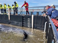 paus bungkuk yang terdampar masuk ke dalam tongkang selama upaya penyelamatan yang diorganisir oleh inisiatif swasta di perairan dangkal Laut Baltik di lepas pantai pulau Poel, dekat Wismar, Jerman, Selasa (28/4/2026). (NonstopNews/Schwarck via REUTE