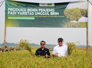BRIN Panen Padi Unggul Hasil Mutasi Iradiasi Teknologi Nuklir