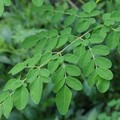 Daun Kelor. (Dok. Pusat Perakitan dan Modernisasi Pertanian Perkebunan)
