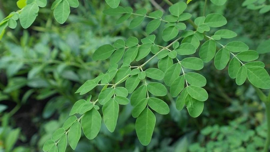 Daun Kelor. (Dok. Pusat Perakitan dan Modernisasi Pertanian Perkebunan)