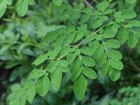 Daun Kelor. (Dok. Pusat Perakitan dan Modernisasi Pertanian Perkebunan)