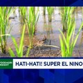 Kemarau Panjang Ekstrem Ancam Produksi Pangan, Pemerintah Harus Apa?