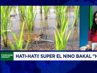 Kemarau Panjang Ekstrem Ancam Produksi Pangan, Pemerintah Harus Apa?
