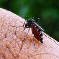 Foto: Nyamuk penyebab penyakit Malaria. (Dokumentasi Pixabay)