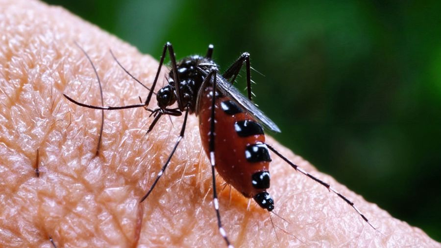 Foto: Nyamuk penyebab penyakit Malaria. (Dokumentasi Pixabay)