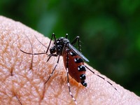 Foto: Nyamuk penyebab penyakit Malaria. (Dokumentasi Pixabay)