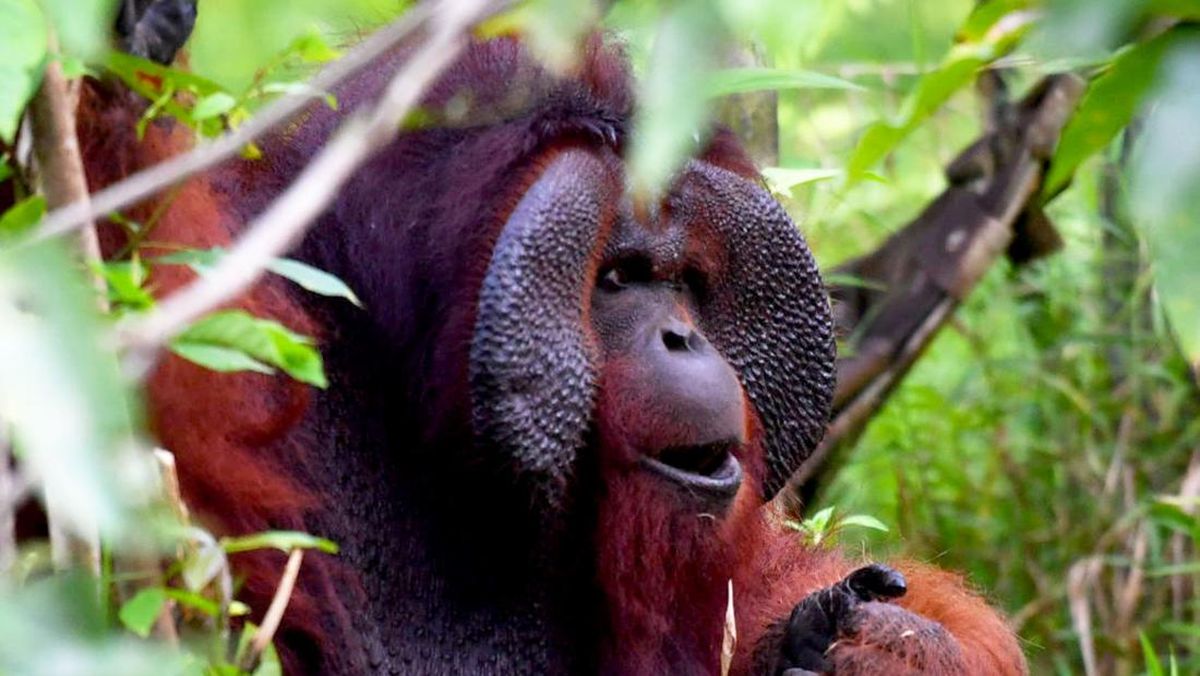 Karhutla di Berau Dipastikan Tidak Mengancam Habitat Orangutan
