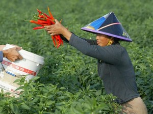 Dulu Cuma Tanaman Hias, Kini Cabai Jadi Andalan Masakan China