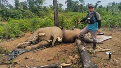 Dua Ekor Gajah Mati di Kawasan Hutan Produksi Bengkulu, Polisi Selidiki