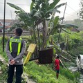 Mobil Avanza jatuh ke sawah usai tertabrak KA Argo Bromo Anggrek di perlintasan KA swadaya.