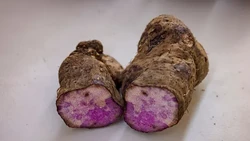 Lagi Hits! Konsumsi Ube Ternyata Punya 5 Manfaat Sehat buat Tubuh