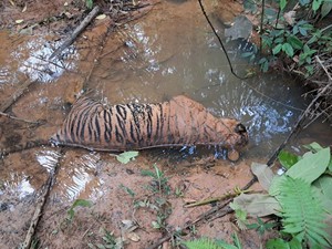 Harimau Sumatera Mati di Aliran Sungai Bengkulu, BKSDA Selidiki