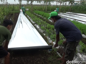 Video Petani Lumajang Pusing Tujuh Keliling Harga Plastik Mulsa Melonjak