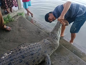 Buaya Serang Warga Ditemukan Mati di Sungai Mandar, Diduga Makan Umpan Beracun