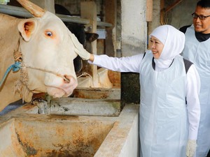 Khofifah Pilih Sapi Belgian Blue Bobot 1 Ton Lebih untuk Kurban