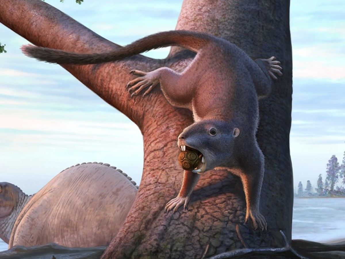 Fosil Mamalia Kecil Bertahan Dari Kepunahan Dinosaurus Berkat Adaptasi Fleksibel
