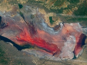 Danau Mematikan Ini Ubah Hewan Mati Jadi Mumi