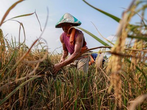 BPS: Usia Petani Menua, Tak Ingin Anaknya Kerja di Sektor Pertanian