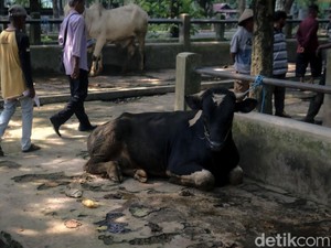 Pedagang Sapi di Sleman Waswas Kurban Tahun Ini Sepi: Biasa Sudah Jual 30